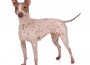 American Hairless