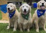Antimicrobial Use in Golden Retrievers Antimicrobial Use in Golden Retrievers