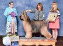 Briard_Popsakadoo_DejaVu_Slave_To_Fashion Briard_Popsakadoo_DejaVu_Slave_To_Fashion