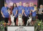 2024 AKC Agility League™ Championship 2024 AKC Agility League™ Championship