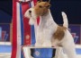2012-BIS-Wire-Fox-Terrier-Sky-Lisa Croft-Elliott 2012-BIS-Wire-Fox-Terrier-Sky-Lisa Croft-Elliott