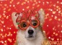 Corgi,Dog,In,Carnival,Glasses,With,The,Numbers,Of,The