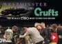F Westminster and Crufts