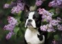 Beautiful,Young,Boston,Terrier,Dog,Portrait,With,Lilac,Flowers,Outdoors Beautiful,Young,Boston,Terrier,Dog,Portrait,With,Lilac,Flowers,Outdoors