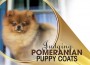 F Judging Pomeranian Puppy Coats