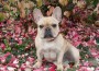 French-Bulldog_LuAnn Belock