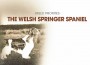 F BP The Welsh Springer Spaniel