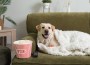 Cute,Labrador,Dog,With,Popcorn,Bucket,And,Tv,Remote,Lying