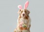 Cute,Australian,Shepherd,Dog,In,Bunny,Ears,With,Basket,Of