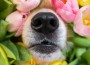 Black,Nose,Of,Welsh,Corgi,Pembrok,Funny,Dog,In,Spring Black,Nose,Of,Welsh,Corgi,Pembrok,Funny,Dog,In,Spring