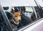 AVMA-Dog-in-car-in-storm
