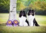 Cleveland Shetland Sheepdog Club
