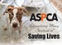 F ASPCA F ASPCA