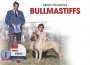 F BP Bullmastiffs