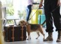 Officer,With,Dog,Checking,Suitcase,In,Airport,,Closeup.,Luggage,Inspection