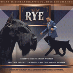 32 McGee_Rye_Online_Animated 32 McGee_Rye_Online_Animated