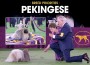 F BP Pekingese F BP Pekingese