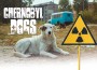 F Chernobyl Dogs
