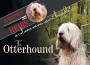 F Rarefied Heirs - The Otterhound F Rarefied Heirs - The Otterhound