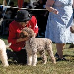 LagottoNationalBOB1Oct25-115