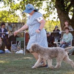 LagottoNationalBOB1Oct25-133