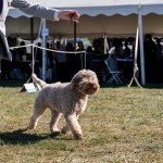 LagottoNationalBOB1Oct25-67