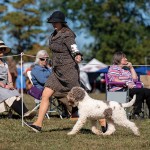 LagottoNationalBOB1Oct25-9