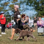 LagottoNationalClasses1Oct25-172