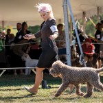 LagottoNationalVeteran1Oct25-15