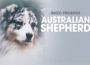 F BP Australian Shepherd