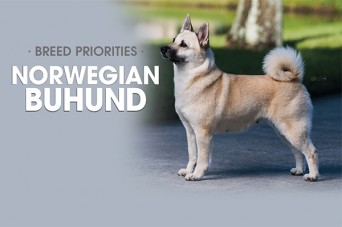 F BP Norwegian Buhund