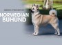 F BP Norwegian Buhund