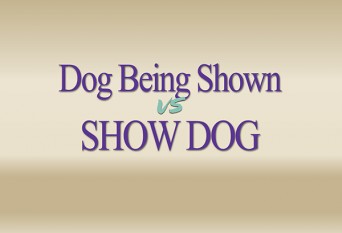 F-Dog-Being-Shown-vs-Show-Dog