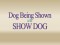 F-Dog-Being-Shown-vs-Show-Dog
