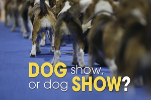 F-Dog-Show-300x200-1