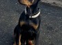 DobermanASIB