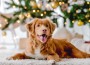 Toller,Retriever,Dog,In,Christmas,Time,Lying,On,Floor,Wit Toller,Retriever,Dog,In,Christmas,Time,Lying,On,Floor,Wit