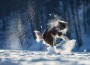 Border,Collie,Dog,Jumping,In,The,Snow