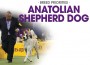 F BP Anatolian Shepherd
