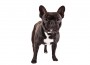French Bulldog standing on a white background.