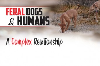 F Feral Dogs & Humans