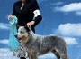 Havuherd Catchpen and Heelerhill’s Heaven Sent