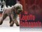 F The Lagotto Romagnolo
