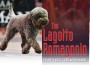 F The Lagotto Romagnolo