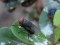 screwworm