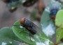 screwworm